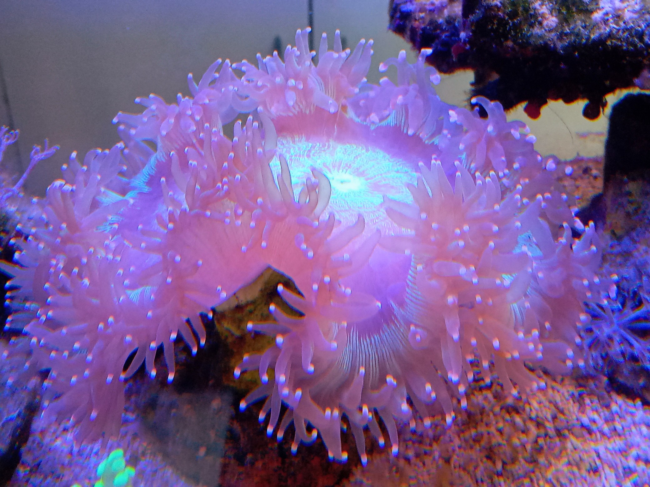 トランペットコーラル 美パープルチップ☆トランペットコーラル