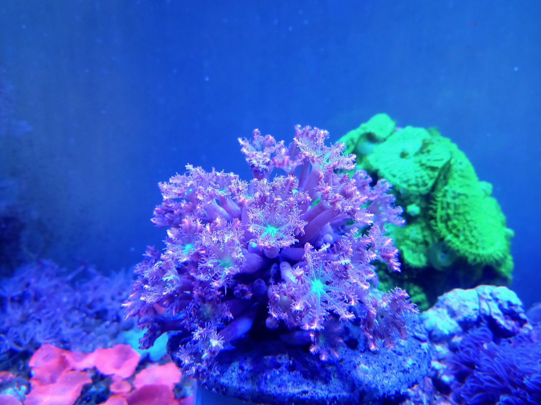 ツツウミヅタ(極美蛍光オレンジ)