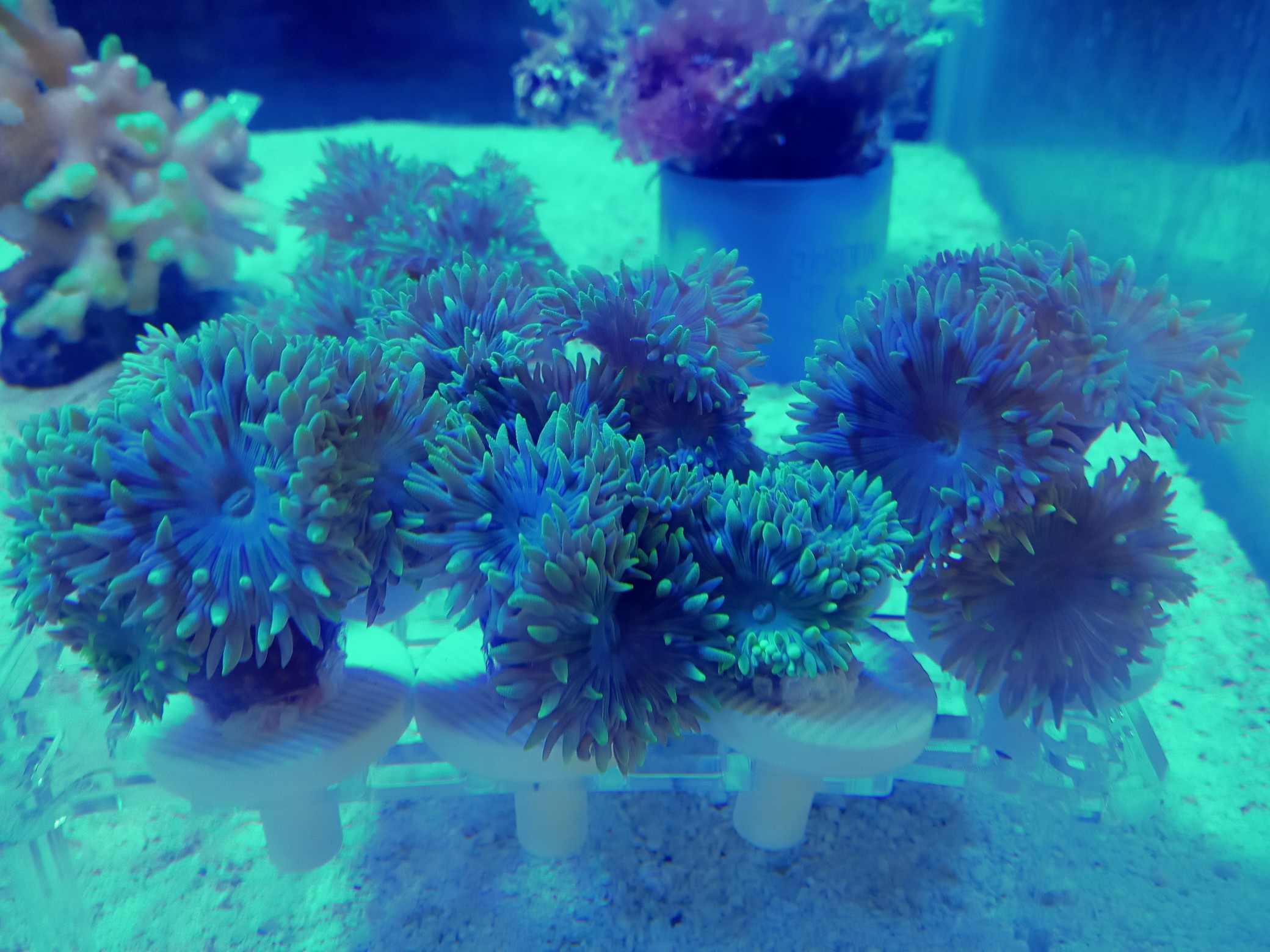 ウイスカーズコーラル(美グリーン　小さめプラグ付)オーストラリア産