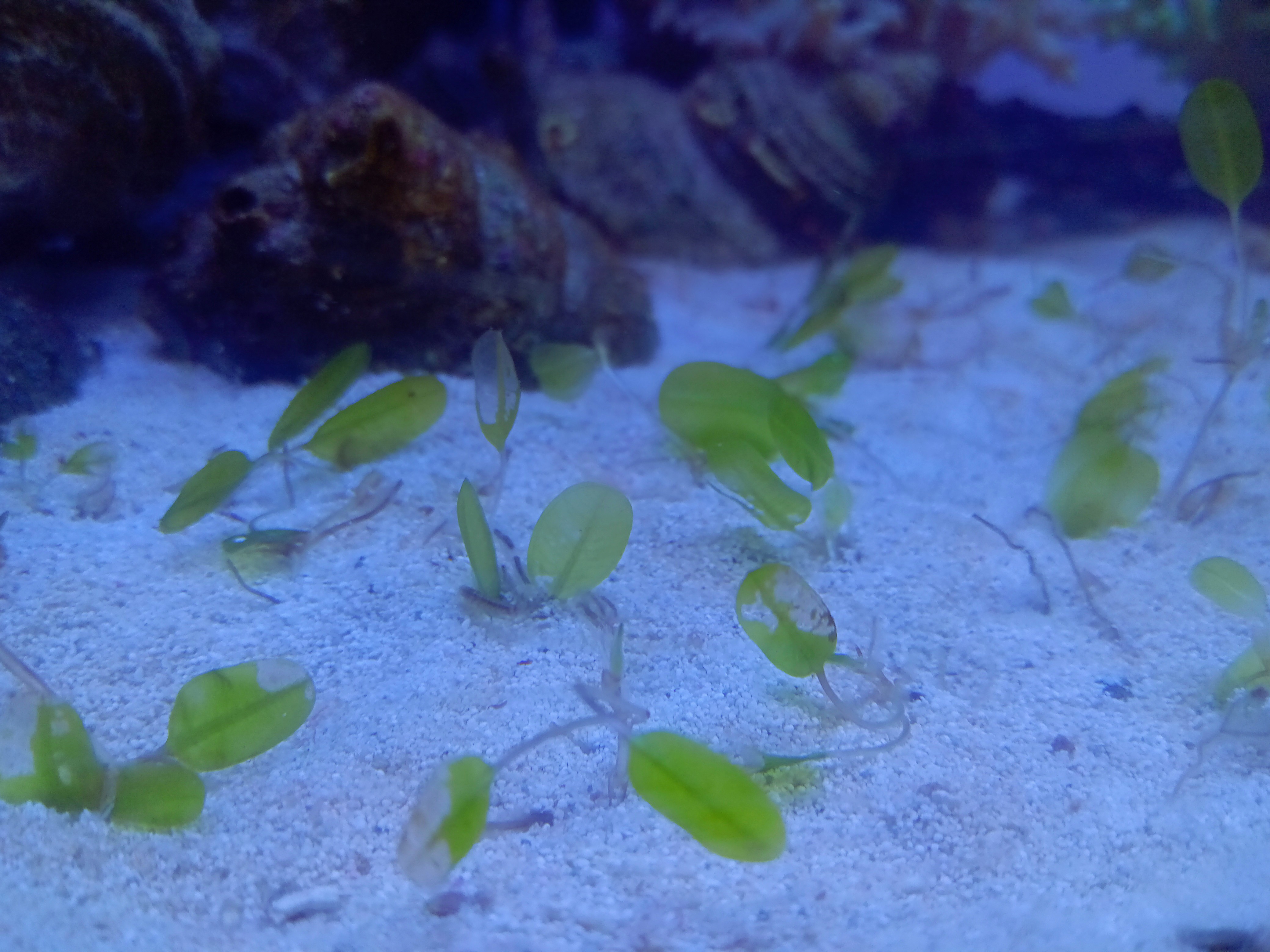 ウミヒルモ(３株)