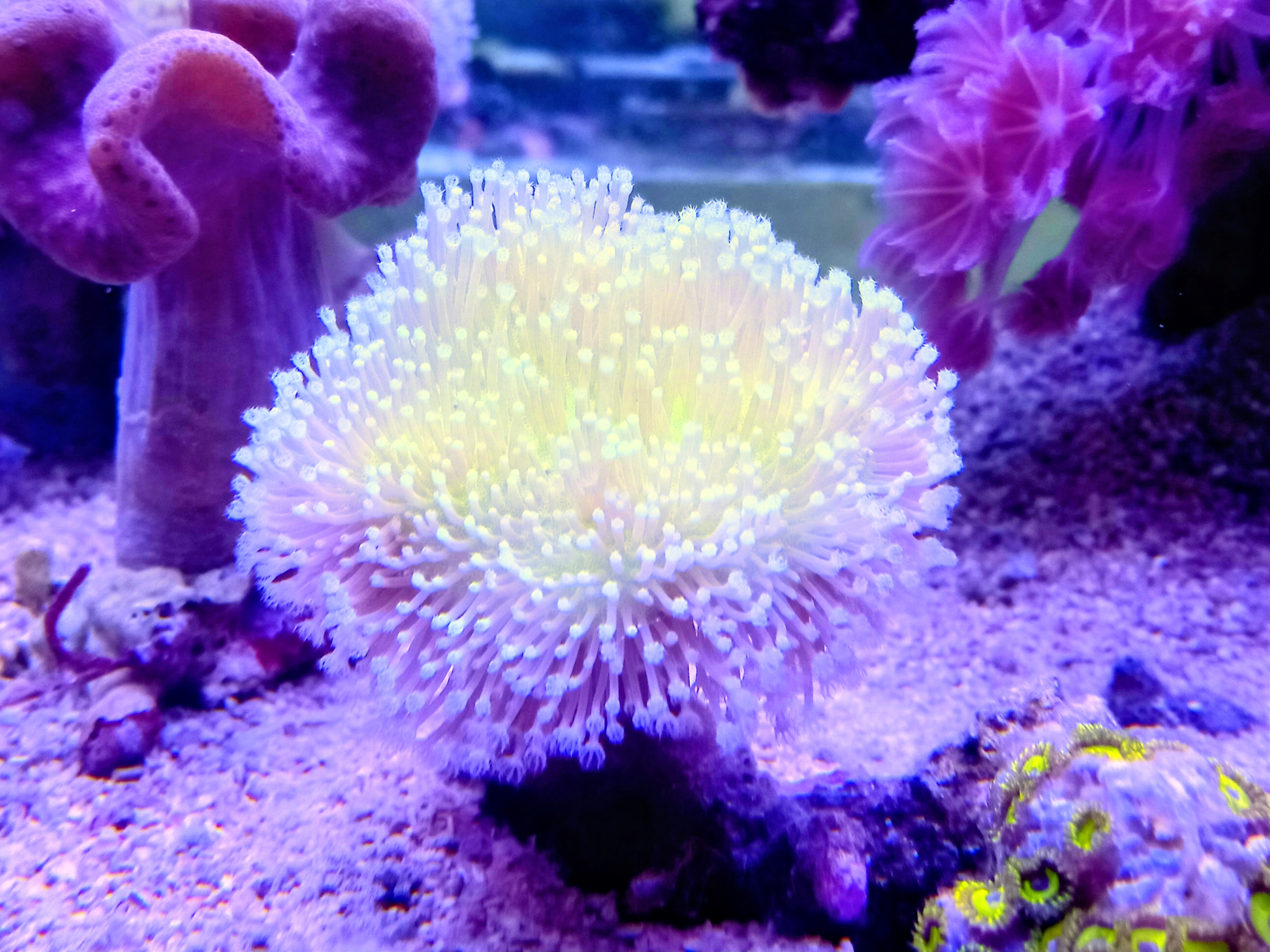 ウミキノコ(グリーン　小さめ)沖縄産