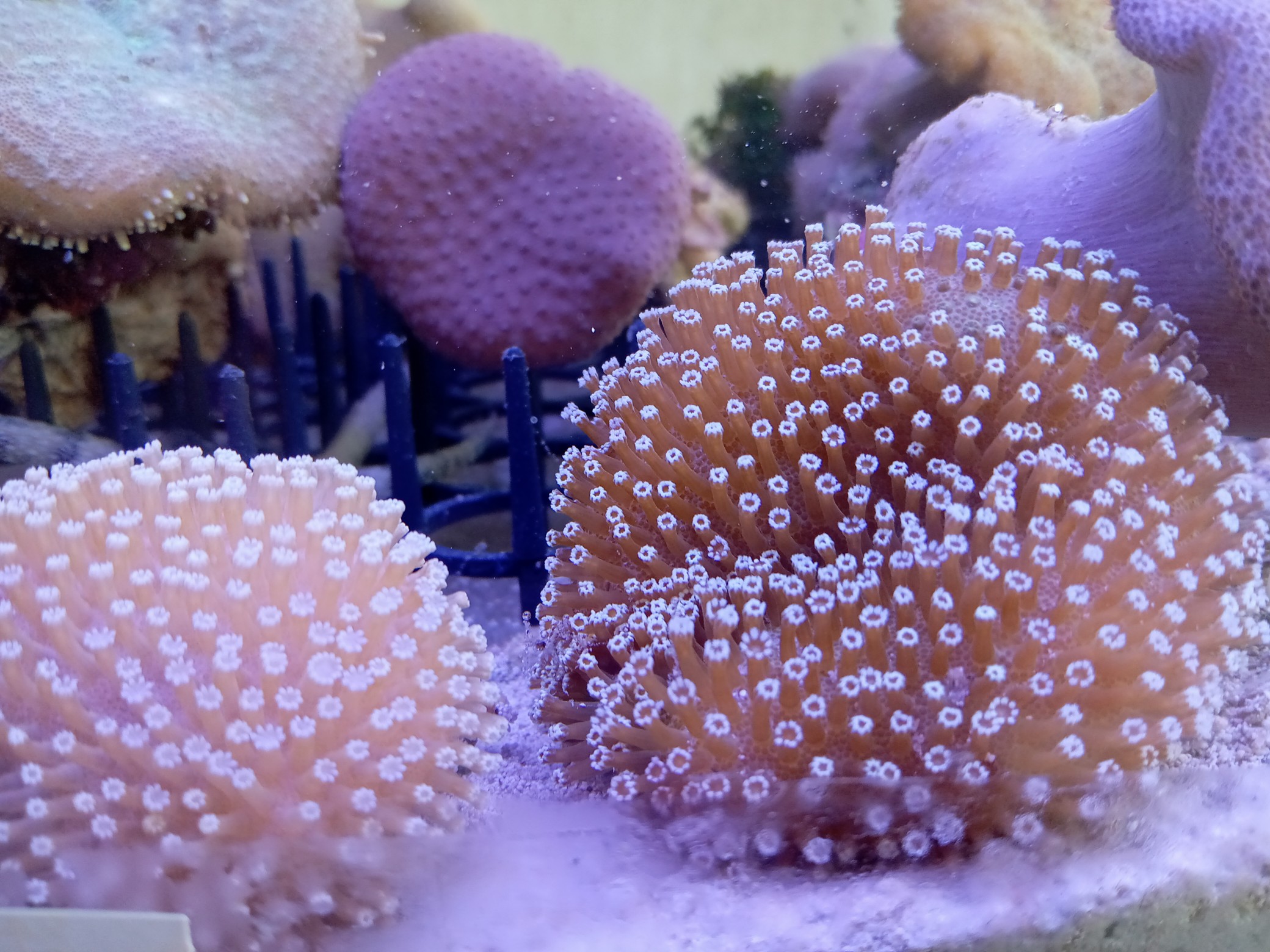 ウミキノコ(ホワイトポリプ 小さめ)沖縄産