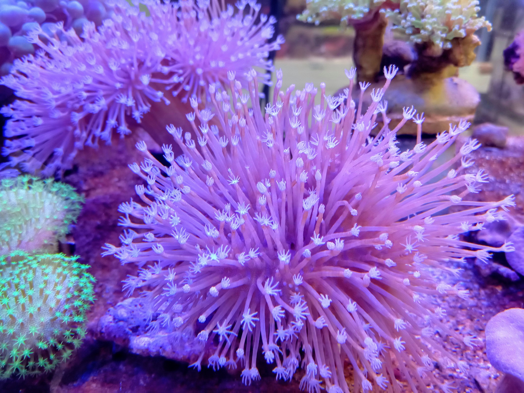 ユキメノコ　ノココッチ　リキキリン　カラミンゴ　ウミディグダ　ハギギシリ　10 P5140094.jpg