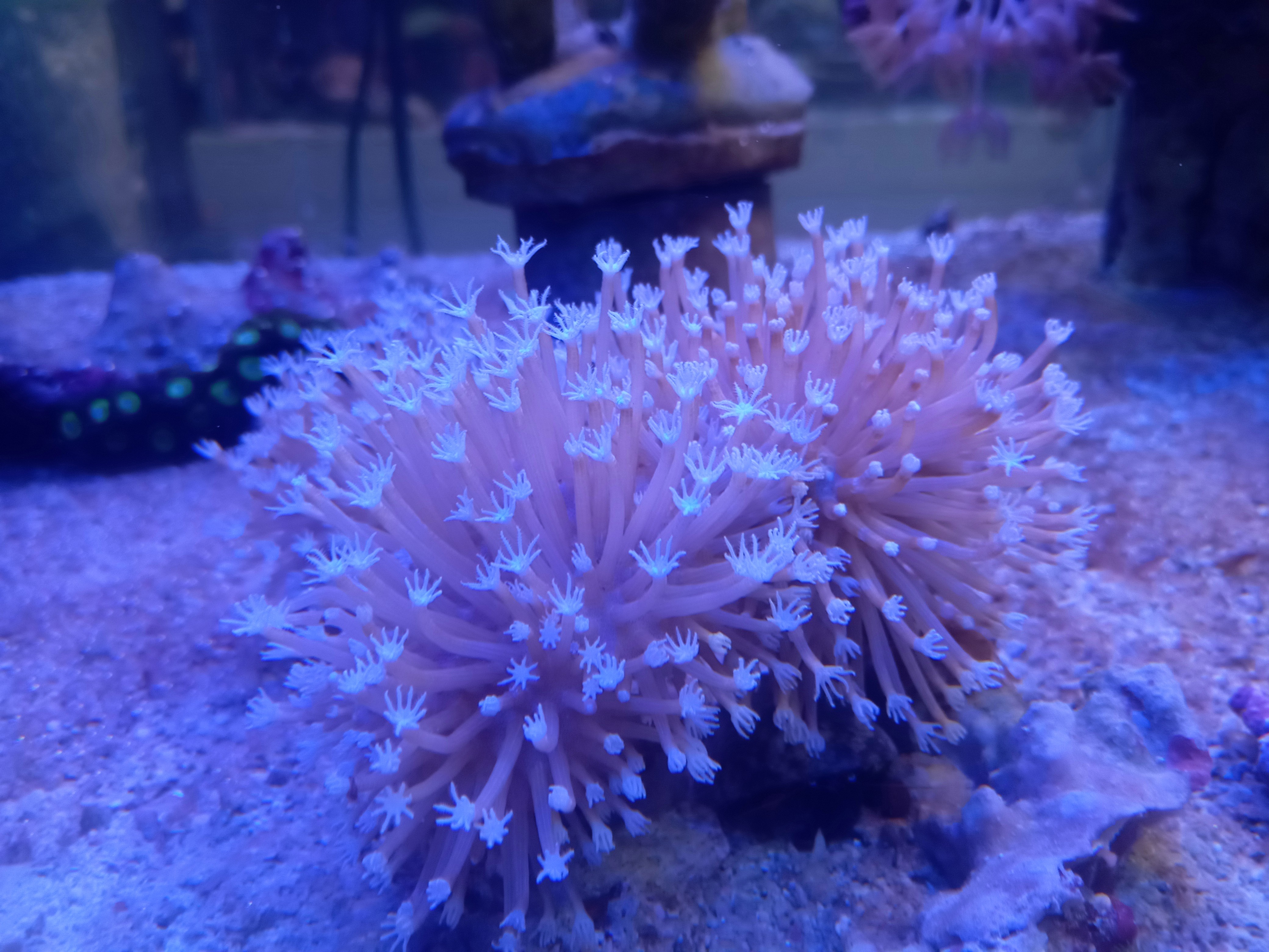 ウミキノコ(ロングホワイトポリプ 小さめ)沖縄産