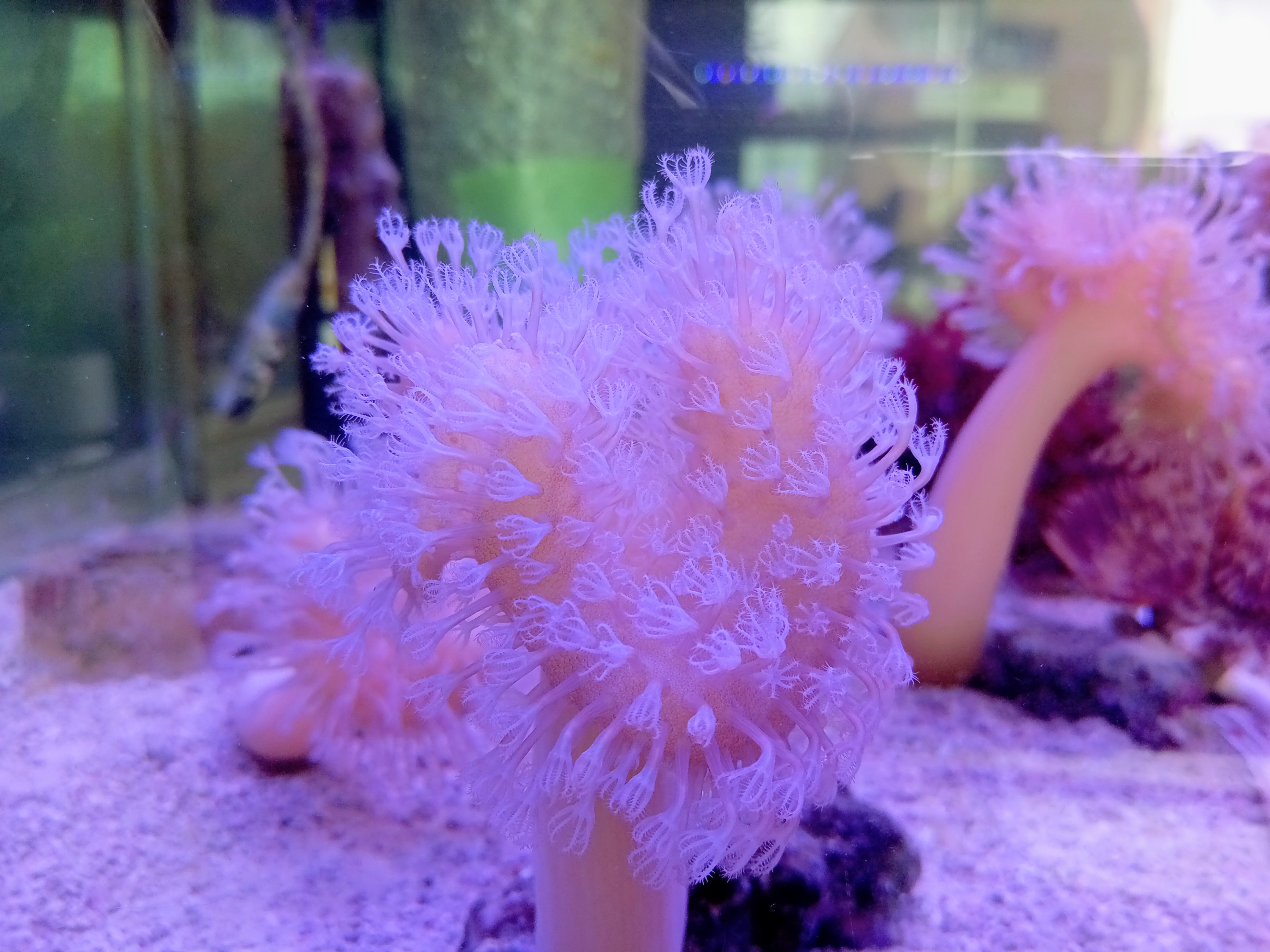 ウミキノコ(ホワイトポリプ 小さめ)沖縄産