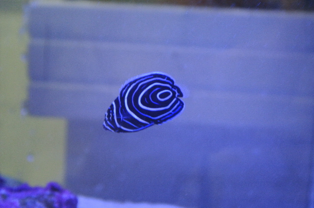 ウズマキ(幼魚　ちびサイズ)インドネシア産