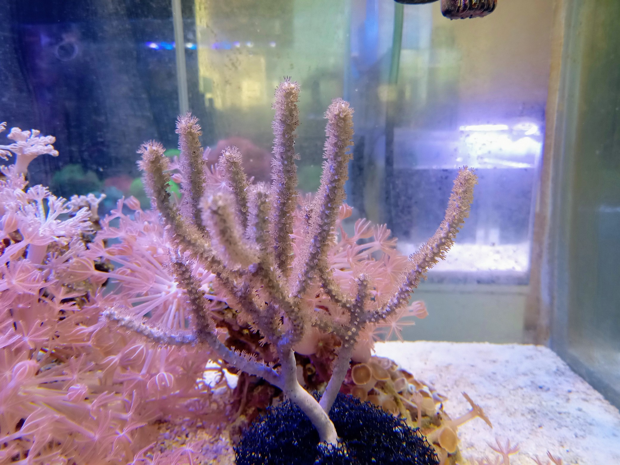 ノビーシーロッド(小さめ)カリブ産