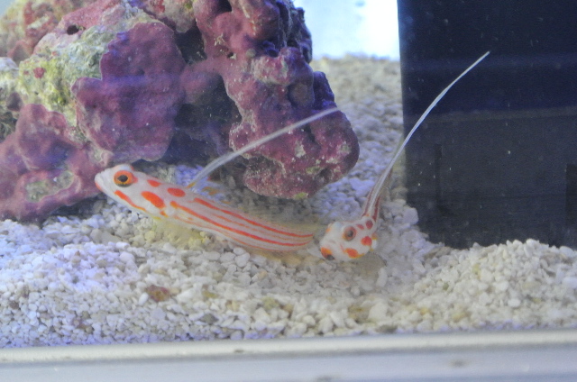 ヤシャハゼ(ペア)