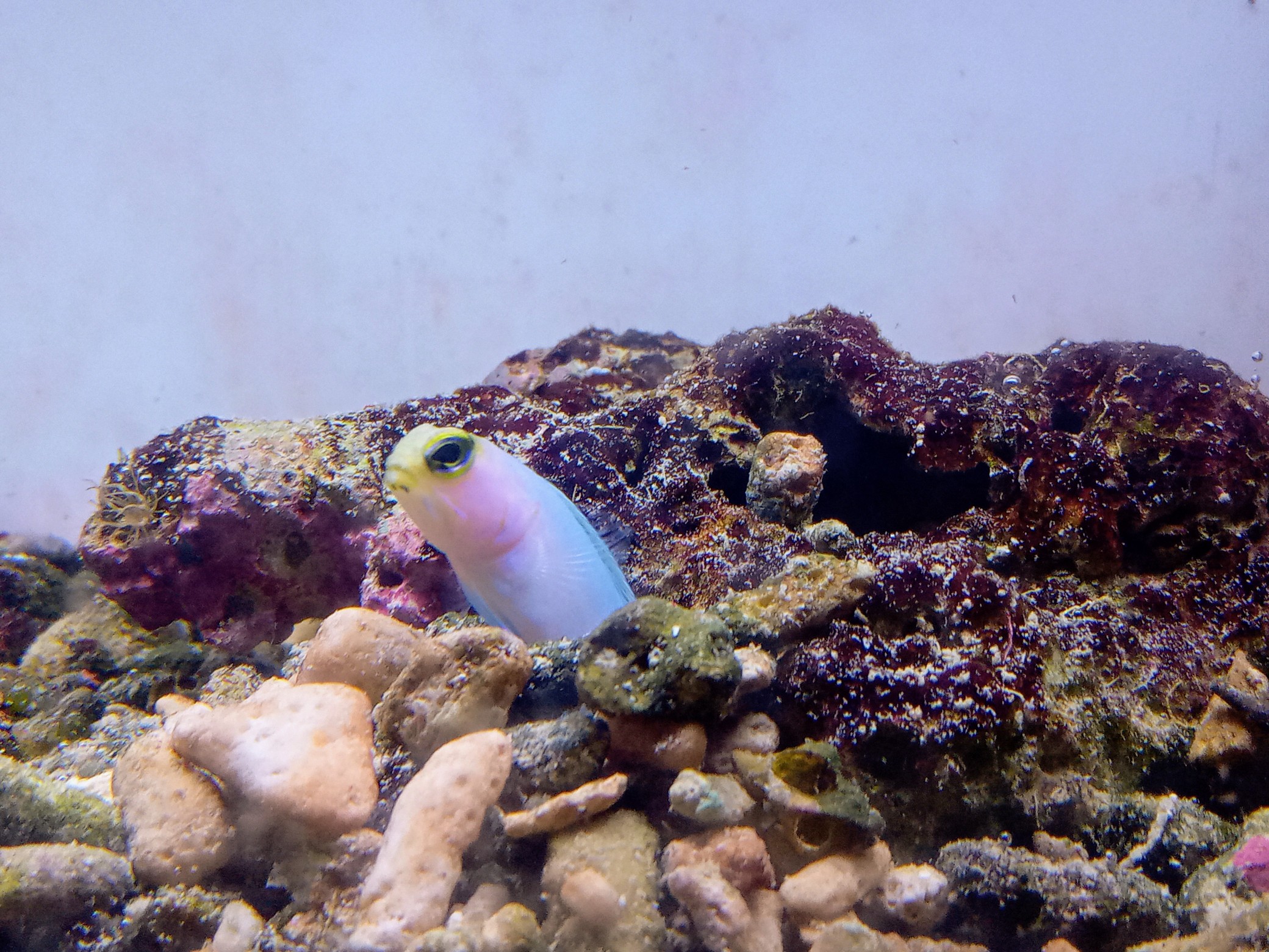 グッドサイズ☆イエローヘッドジョーフィッシュ(パーリー)