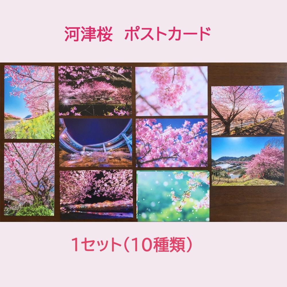 ハガキ サクラ 桜 さくら