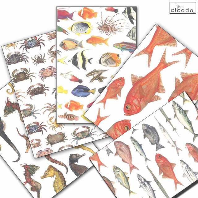 官製はがき 50円 200枚♦️ 朝顔と金魚デザイン 金魚図譜 ～25 types of goldfish～」- 海福雑貨通販部