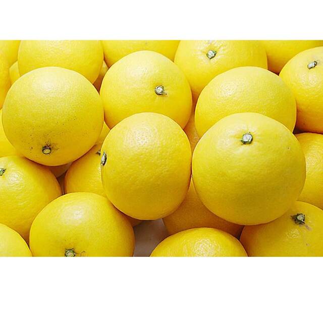 みかんワイン甘口 ニューサマーオレンジのお酒 ミニタオル マウナロア