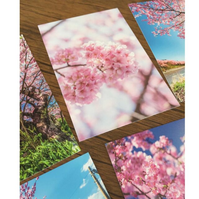 桜 ポストカード 風景はがき 絵はがき ハガキ 葉書 河津桜 ゆうパケット 文房具