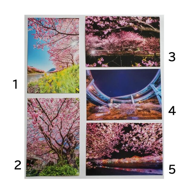 桜 ポストカード 風景はがき 絵はがき ハガキ 葉書 河津桜 ゆうパケット 文房具