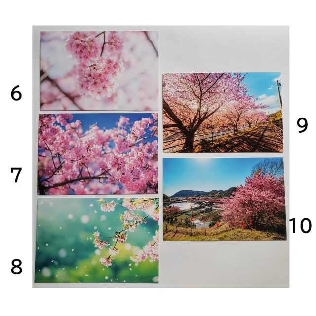 桜 ポストカード 風景はがき 絵はがき ハガキ 葉書 河津桜 ゆうパケット 文房具