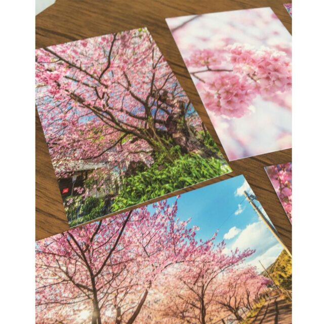 桜 ポストカード 風景はがき 絵はがき ハガキ 葉書 河津桜 ゆうパケット 文房具