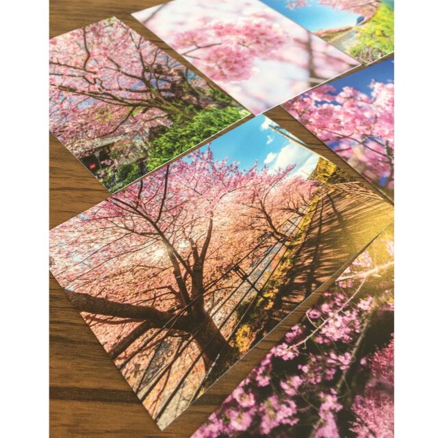 桜 ポストカード 風景はがき 絵はがき ハガキ 葉書 河津桜 ゆうパケット 文房具