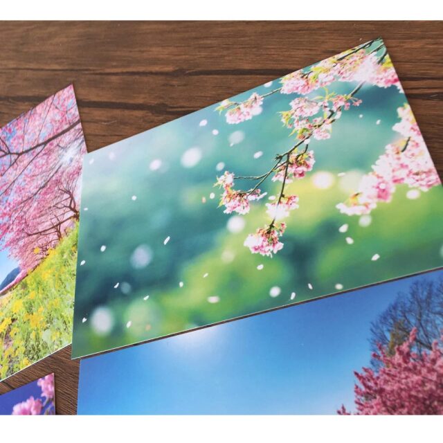 桜 ポストカード 風景はがき 絵はがき ハガキ 葉書 河津桜 ゆうパケット 文房具