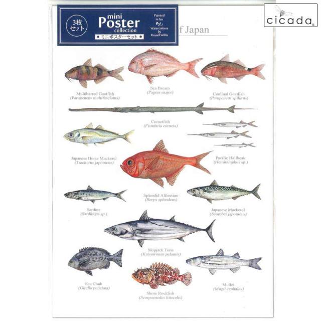 cicada ミニポスター 日本の海の魚 3枚セット Poster cllection Marine Fish of Japan