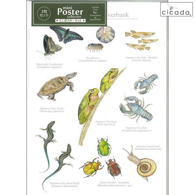 Cicadaミニポスター小動物と昆虫3枚セットpostercollection