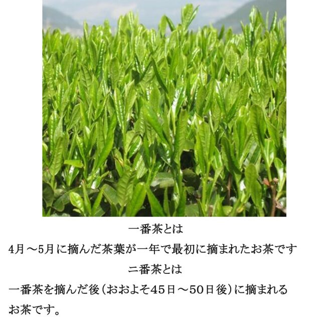 伊豆に香る ぐり茶 のみくらべ 香趣袋 80g ぐり茶100g 日本茶 深蒸し茶 静岡茶 掛川茶 水出し緑茶 冷茶