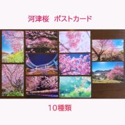 桜 ポストカード 風景はがき 絵はがき ハガキ 葉書 河津桜 ゆうパケット 文房具