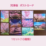 桜 ポストカード 10枚1セット 風景はがき 絵はがき ハガキ 葉書