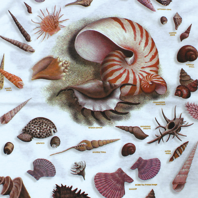 LOOK & TOUCH ADULT SEA SHELLS T-SHIRTS M L