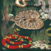 LOOK & TOUCH ADULT SNAKES T-SHIRTS