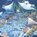 LOOK & TOUCH ADULT MANTA RAYS T-SHIRTS