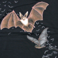 LOOK & TOUCH ADULT GOING BATTY T-SHIRTS M