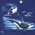 LOOK & TOUCH ADULT ORCAS T-SHIRTS