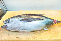沖縄産美ら海マグロ(生)1本10kg前後　頭付き