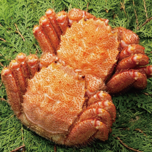 【北海道産】浜茹で毛がに（ボイル冷凍）約500g～650g　KGF50　KGF65