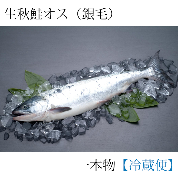 《受付10月中旬まで》生秋さけ一本物(銀毛オス)（切身加工なし）3.0kg～3.5kg　AO3035　<配達日ご指定・商品同梱不可>