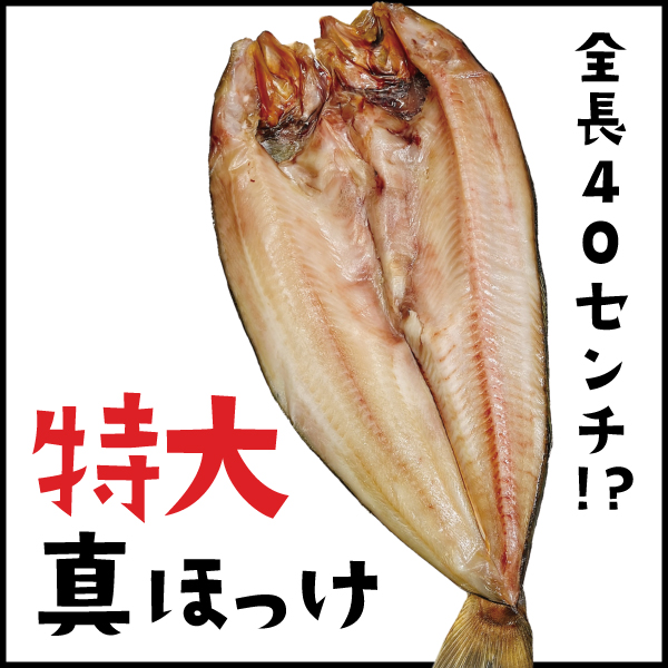 【特大サイズ】北海道産　真ほっけ開き一夜干し 1枚(約800g)　GHKB80