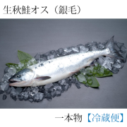 まっちゃん　秋鮭メス切り身 生秋さけｵｽ・ﾒｽ（期間限定）