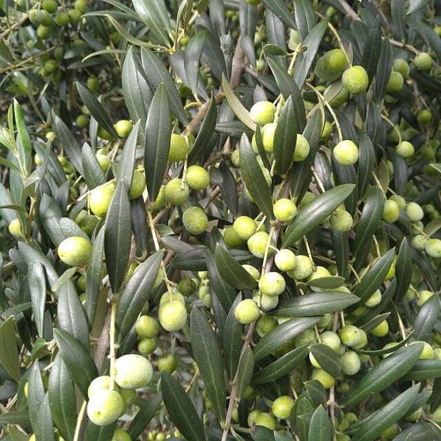 maruu オリーブオイル 山梨県産 笛吹市 オリーブ農園