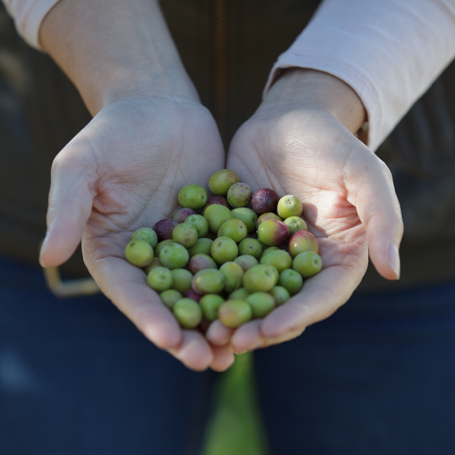 オーメッド オリーブオイル アルベキーナ 年産