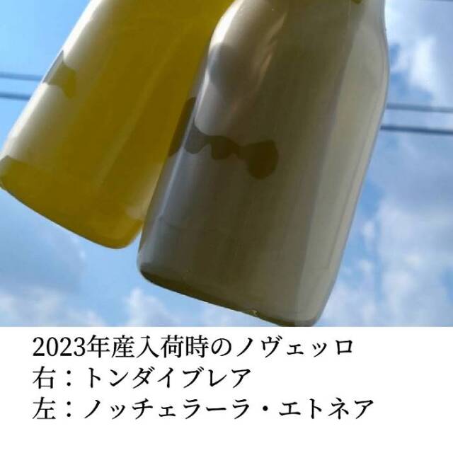ロルイ オリーブオイル 2024年産 しぼりたて オリーブオイル トンダイブレア ノッチェラーラ エトネア オリーブの色