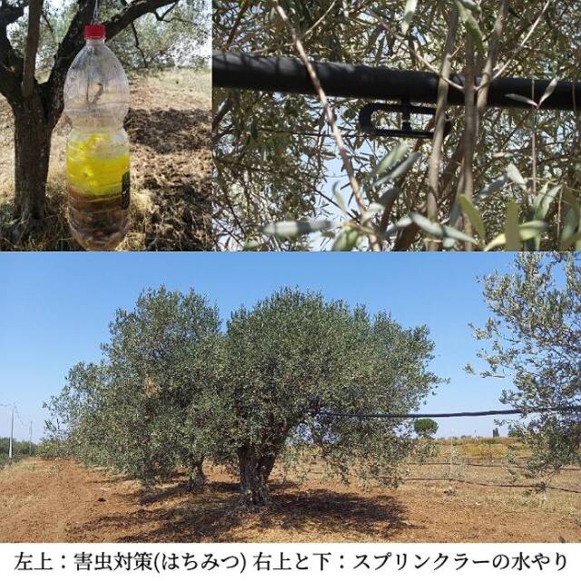 ロルイ ノヴェッロ オリーブオイル はちみつによる害虫対策とスプリンクラーによる水やり