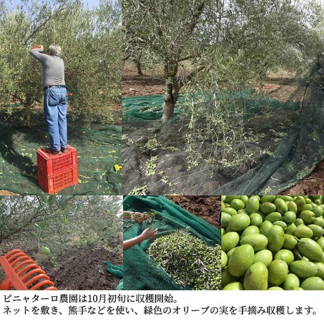 ロルイ オリーブオイル ピニャターロ農園は10月初旬に収穫開始 熊手などを使い、緑色のオリーブの実を手摘み収穫します。