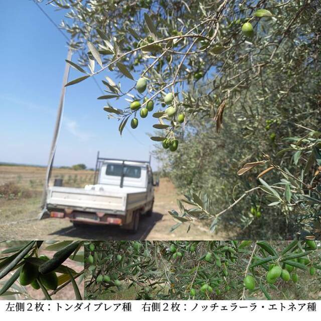 ロルイ オリーブオイル 左側：トンダイブレア種 右側：ノッチェラーラ・エトネア種