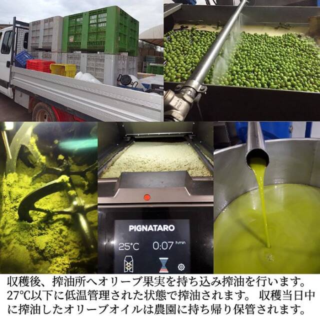 ロルイ オリーブオイル 当日中に搾油所に持ち込み種を取り除きコールドプレスで搾油。農園に持ち帰り保管。