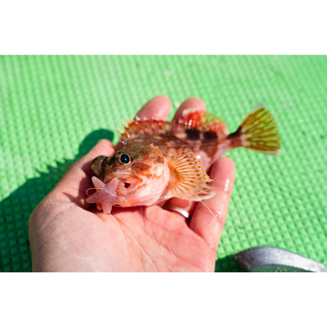 釣りスピ④