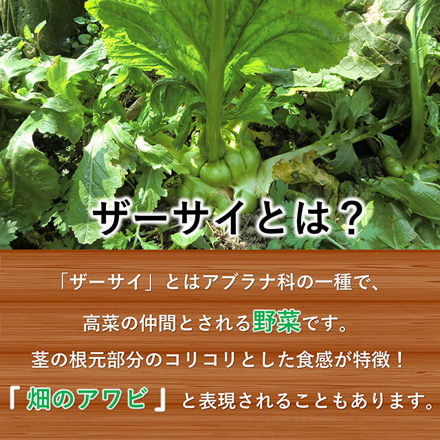 グリーンザーサイ_ザーサイとは？