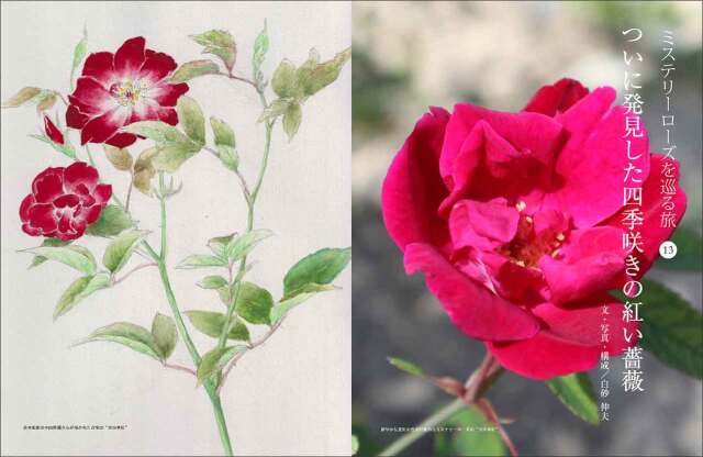 My GARDEN No.94 軽井沢に野の花を訪ねて:日本全国春のガーデンめぐり (マイガーデン) 2020年 5月号 [雑誌] (MyGarden マイガーデン) My GARDEN No.94 軽井沢に野の花を訪ねて:日本全国春のガーデン
