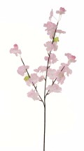 桜中枝