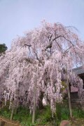 桜タペストリー