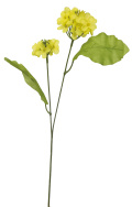 菜の花